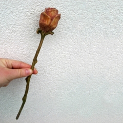 růže - lípa